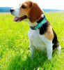 Reflective Dog Collar; Soft Neoprene Padded Breathable Nylon Pet Collar Adjustable for Medium Dogs